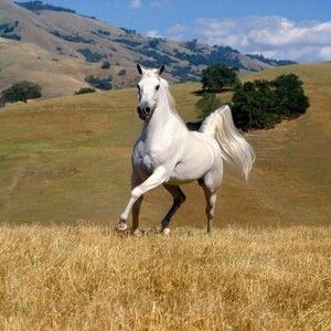 Meet your Posher, Holly